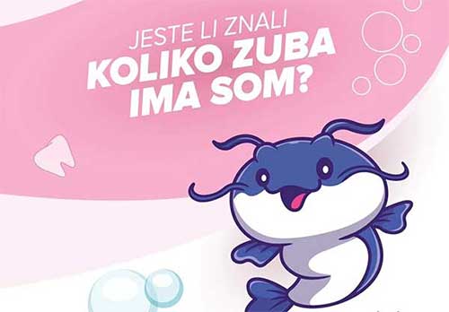 Znate li koliko zuba ima som?