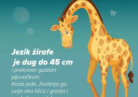 zirafa3